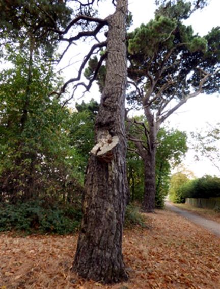 Beneath a large stem failure on black pine
